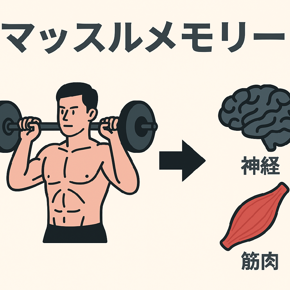 マッスルメモリーとは。最新研究に基づくメカニズムの解明